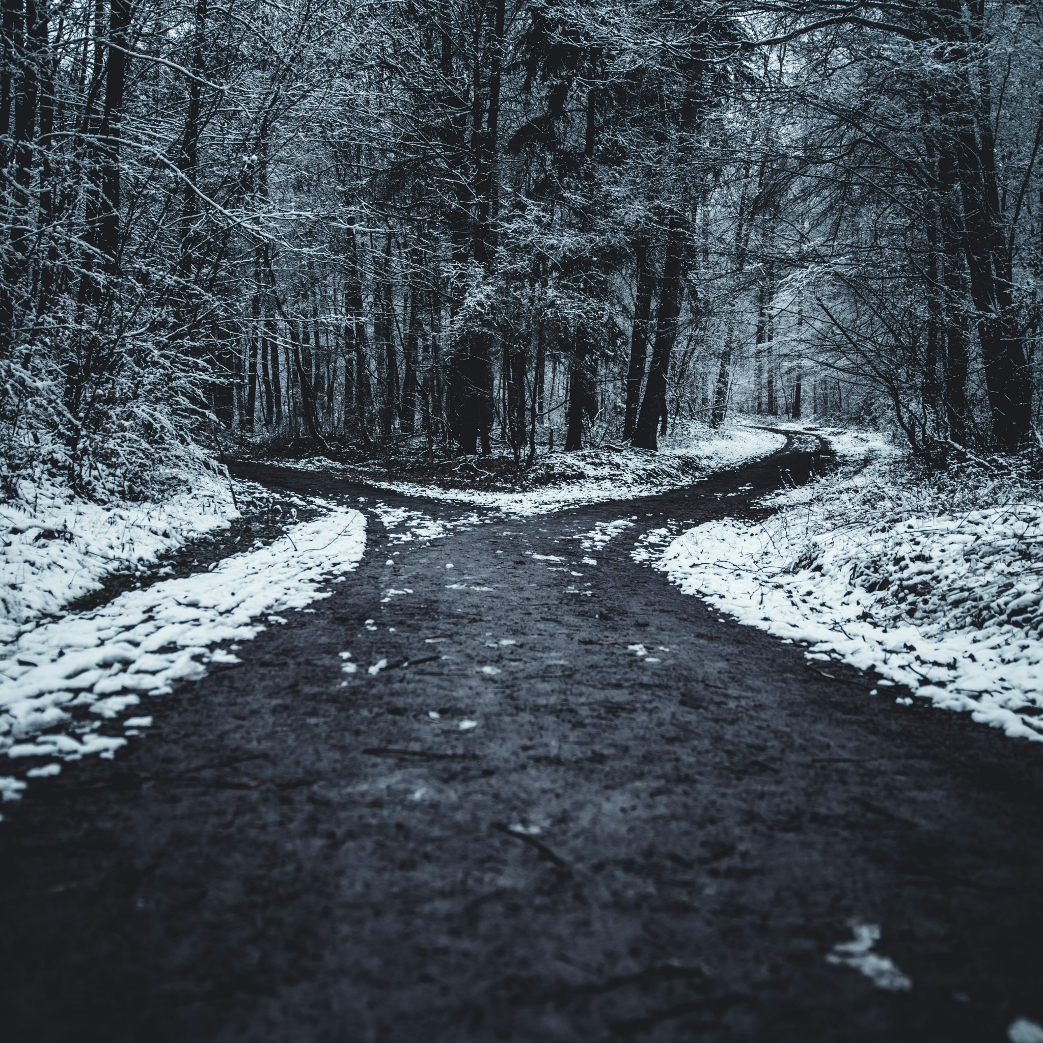 A road leading in two directions surrounded by snow and trees
